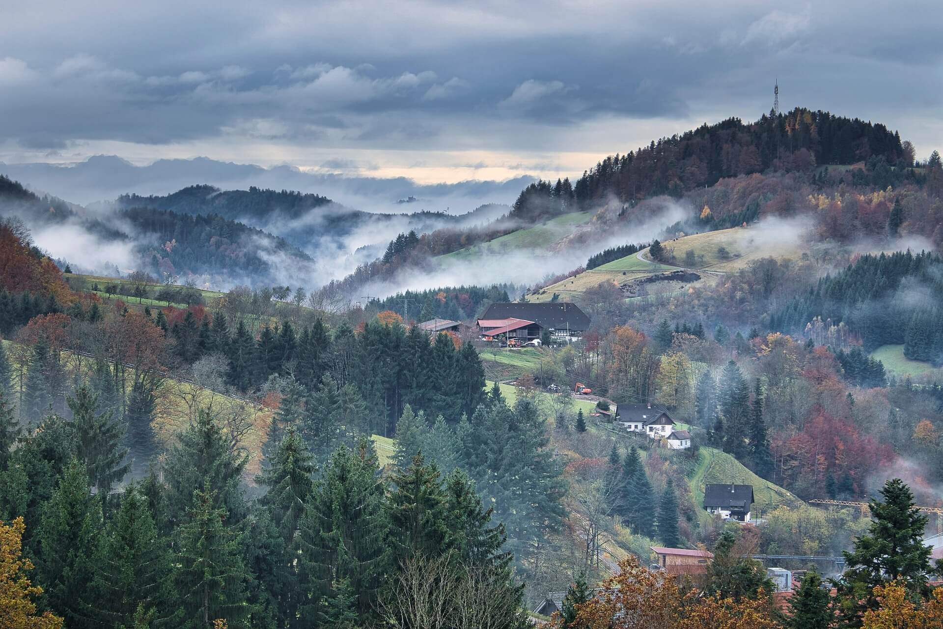 Schwarzwald mit Hund