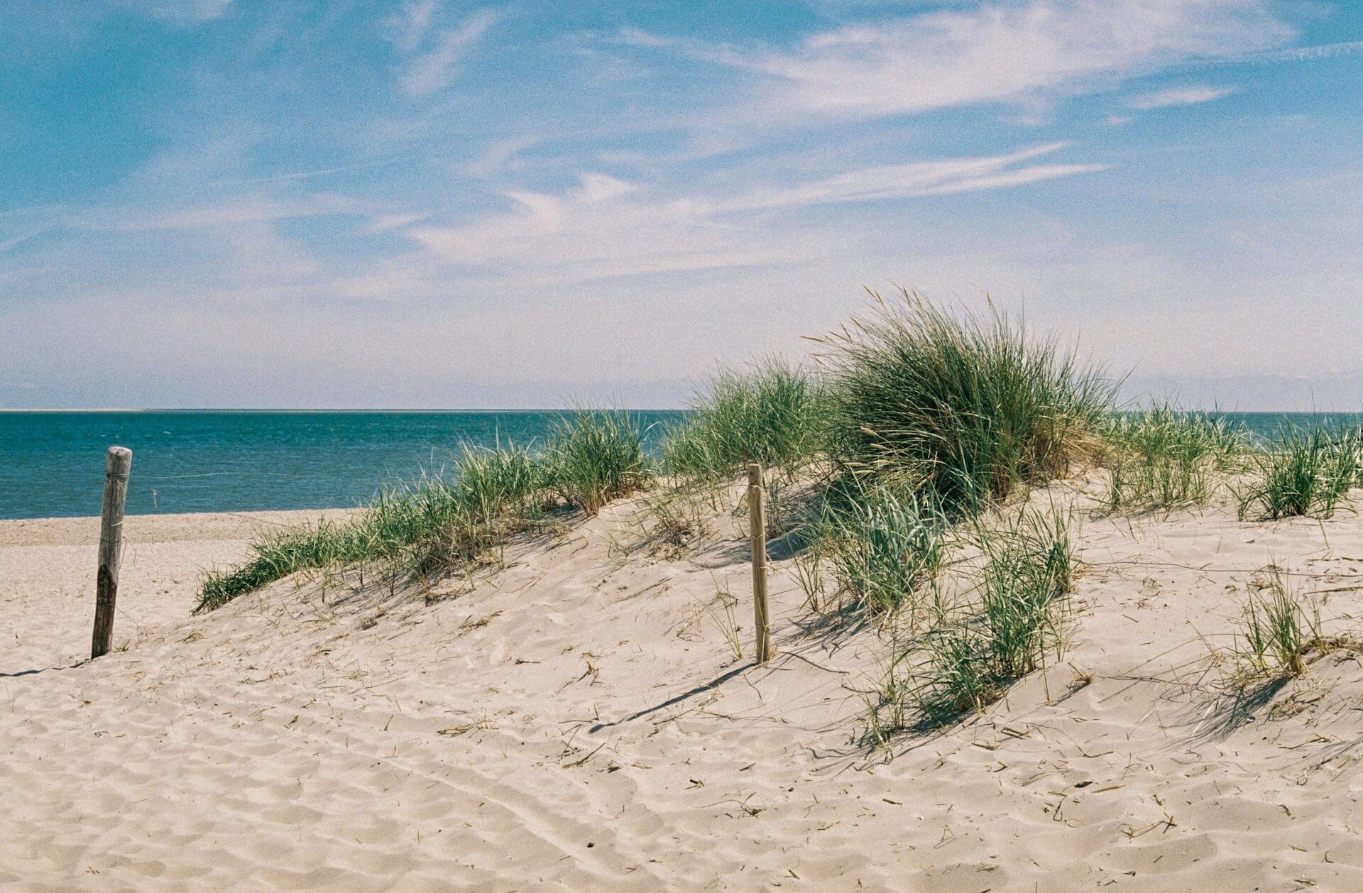 Ostfriesland mit Hund