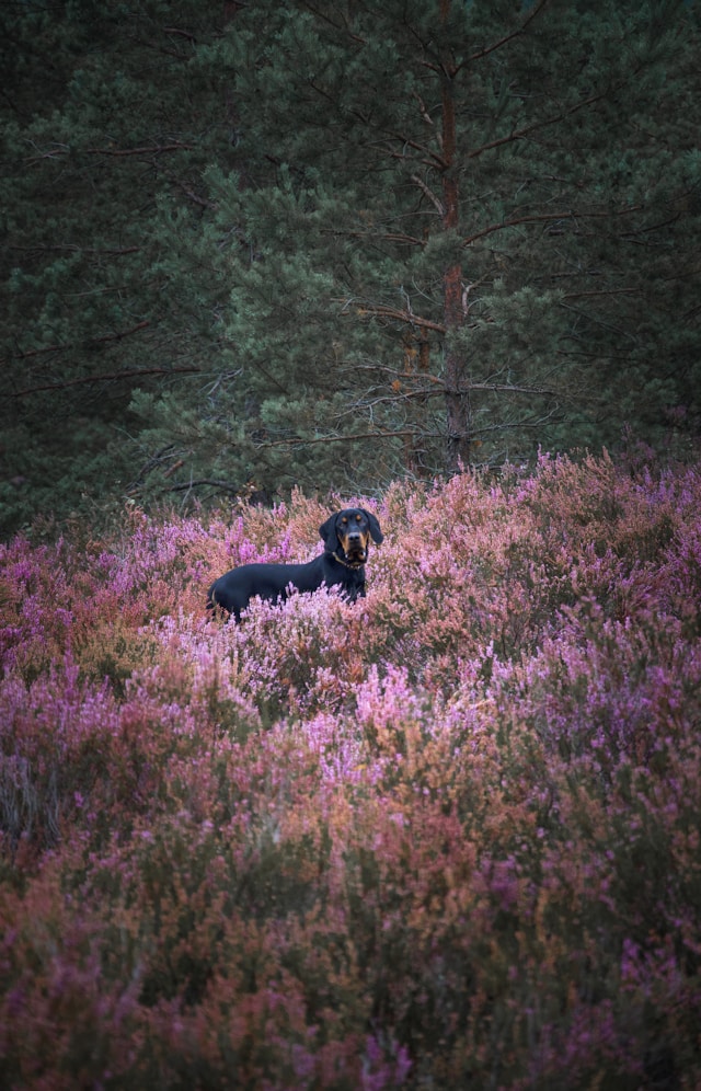 Lüneburger Heide mit Hund