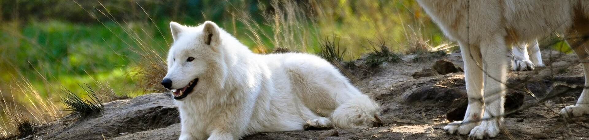 Wild- und Freizeitpark Allensbach