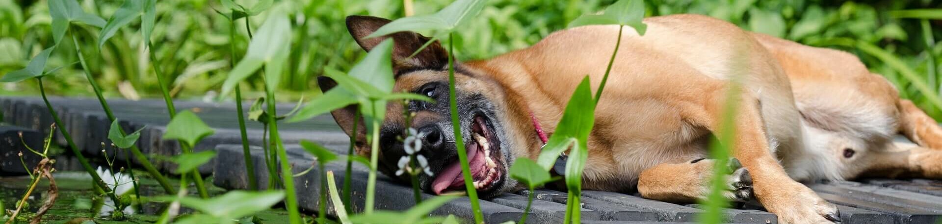 Erlebnisort Reden mit Hund