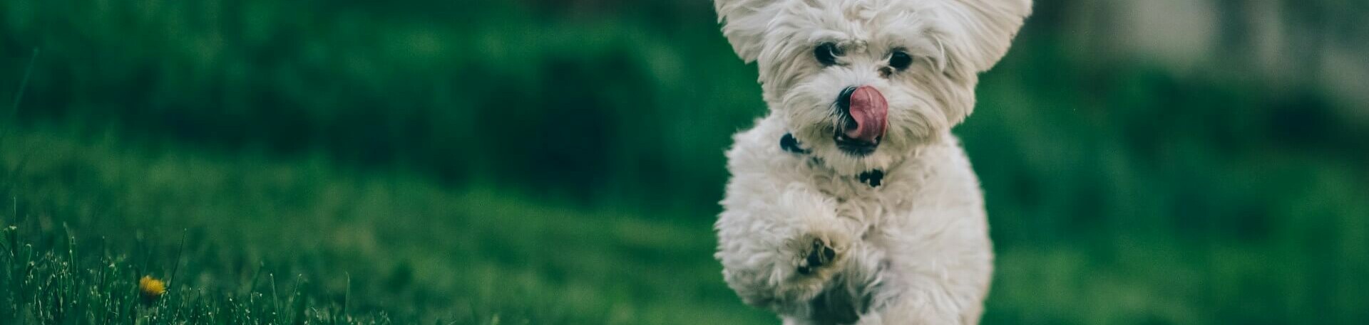 Hundespielplätze und Hundeauslaufbereiche in Berlin